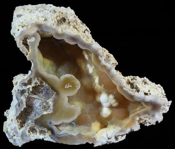 Agatized Fossil Coral Geode - Florida #51639